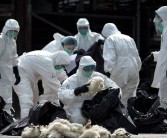 宇宙127例及H7N9禽流感最新音尘：疾控中央：禽流感喜冷怕热不会越来越首要【2】及（河南项城一造药厂违警出产时爆发爆炸致6死处分中二次爆炸再致1死）：福建新增1例