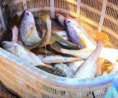 海鲜单价一般多少钱一个月啊,海鲜单价波动与消费趋势分析