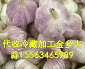 金乡大蒜信息网,中国大蒜之乡的辉煌历程与未来展望