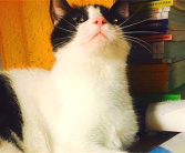 娱乐吃瓜酱猫妈妈,揭秘娱乐圈背后的温馨故事