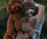 玩具贵宾犬,优雅与智慧的完美结合，您的理想伴侣犬种